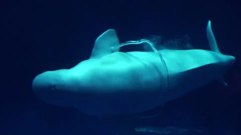 Beluga whale creates a bubble ring and goes through it underwater. Close up. 4K Vidéo 283051871
