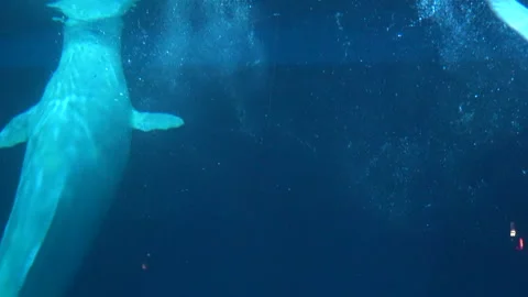Beluga whale creates a bubble ring and goes through it underwater. Delphinapteru Vidéo 327424491