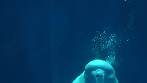 Beluga whale creates bubble rings in row. Delphinapterus leucas. White. Closeup Vidéo 307890086