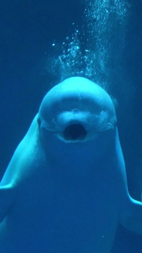 Beluga whale creates bubble rings. Delphinapterus leucas. White. Close up. 4K 動画素材 333665362