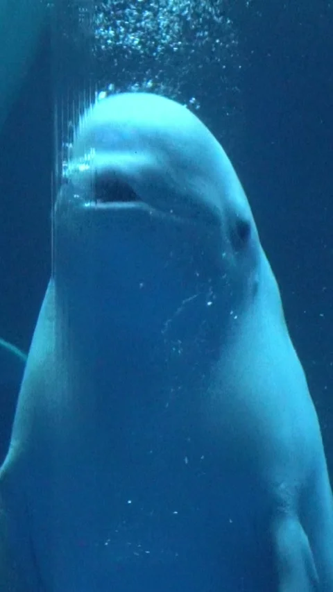 Beluga whale creates bubble rings. Delphinapterus leucas. White. Close up. 4K Stock Footage 336481810