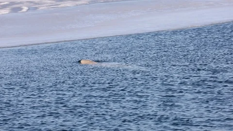Beluga whale diving under the ice. Stock Footage 123986684