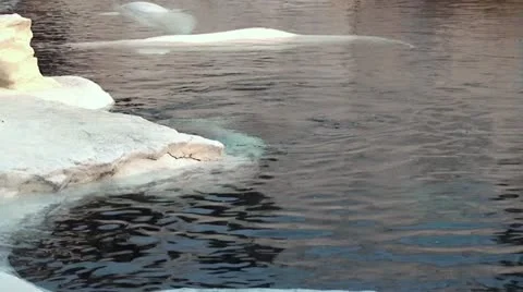 Beluga whale Stock Footage 12459513