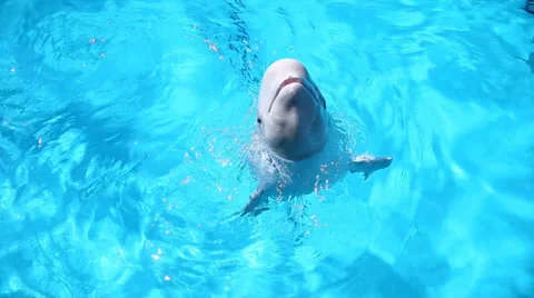 Beluga whale Stock Footage 37765687