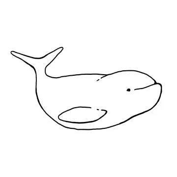Beluga whale hand drawn vector illustration Stock Illustration