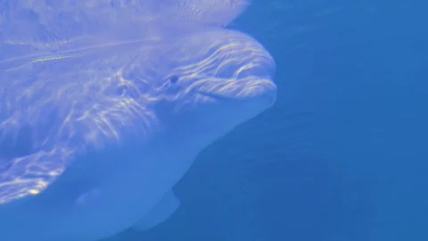 Beluga whale head Stock Footage 106750167