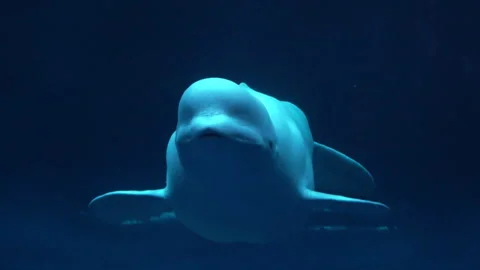 Beluga whale hovering underwater. Delphinapterus leucas. White whale. 4K Stock Footage 292374859