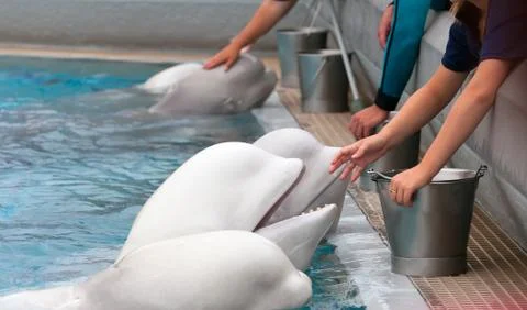 Beluga whale Stock Photos