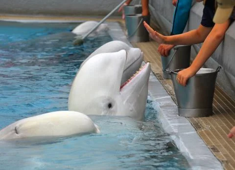 Beluga whale Stock Photos