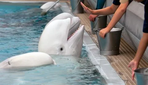 Beluga whale Stock Photos