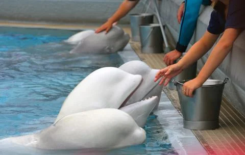Beluga whale Stock Photos