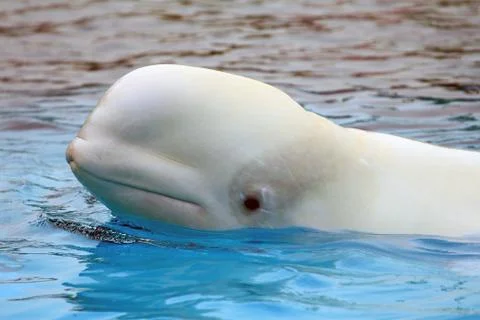 Beluga whale Stock Photos