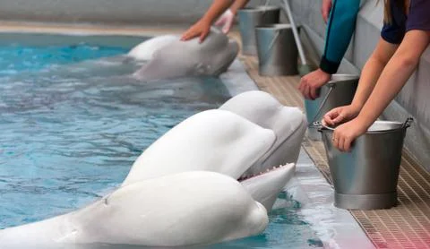 Beluga whale Stock Photos