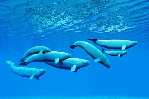 Beluga whale pod Stock Illustration