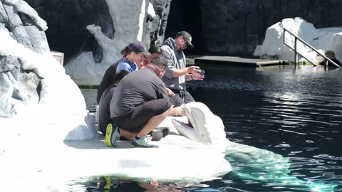 Beluga Whale at San Diego Sea World | Stock Video | Pond5