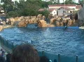 Beluga whale splashes with tail Footage