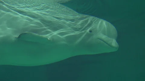 A Beluga Whale Undersea Video stock 104185043