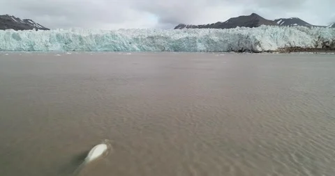 Beluga whales in front of glacier on Svalbard Stock Footage 146397997