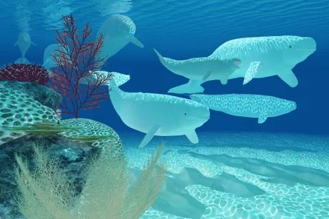 Beluga whales Stock Illustration