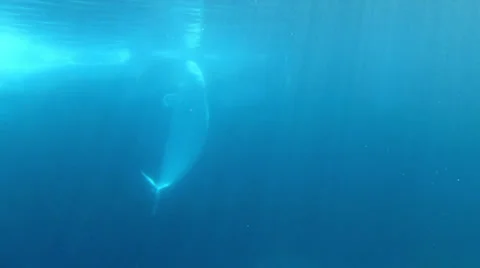 Beluga Whales with Sunlight from the Surface Stock Footage 22757075