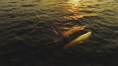Beluga whales surface in red sunset in Quebec 4K Stock Footage 250761092