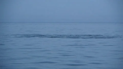 Beluga white whales 스톡 동영상 1072008