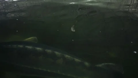 Belugas in fish farming pool Video stock 143226259