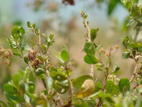 Beluntas, a vegetable Foto stock