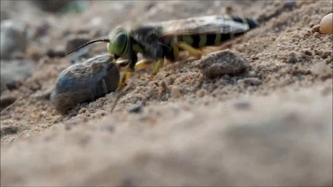 Bembix rostrata is digging a hole in the sand. Sand wasp dragging a huge stone Stock Footage 85045627