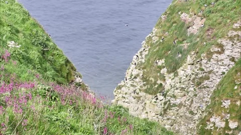 Bempton cliffs Stock Footage 290795581