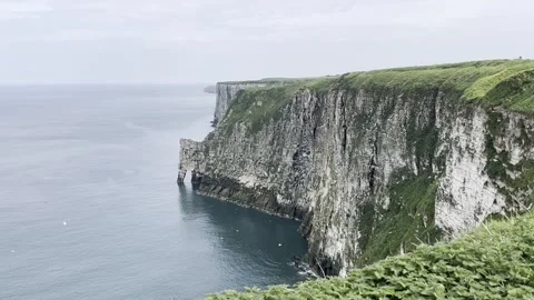 Bempton Cliffs Stock Footage 296658441