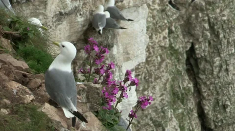 Bempton Cliffs Kittiwake Stock Footage 35440596