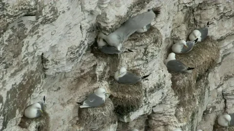 Bempton Cliffs Kittiwakes Nesting Stock Footage 35442491