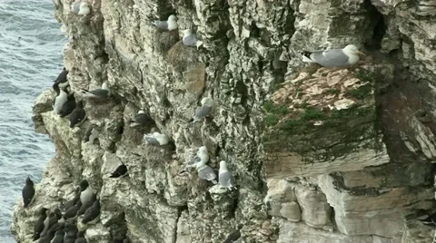 Bempton Cliffs Seabirds Video stock 35441027