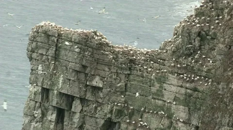 Bempton Cliffs Stack Video stock 35443404