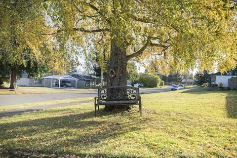 Bench against the large tree in the middle of a lawn at Tacoma, Washington Stock Photos