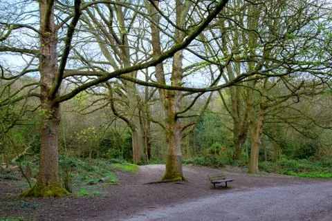 A bench along a path with the green forest surrounding it Foto stock