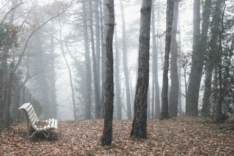 A bench among some trees Stock Photos