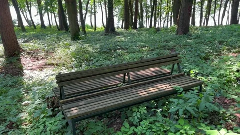 A bench among the trees in the park Stock Footage 248563017