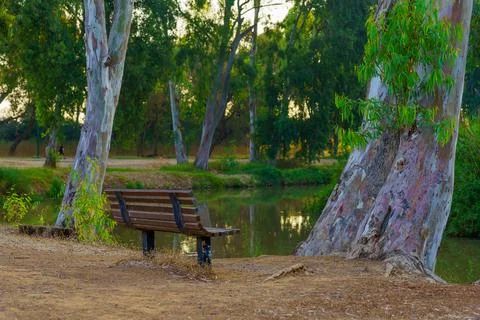 Bench and Eucalyptus trees, in the Yarkon Park Fotos Stock