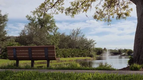 Bench and palm near the lake Stock Footage 84581663