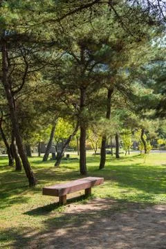 Bench and pine trees Stock Photos
