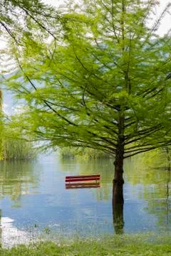 Bench and Tree on a Flooding Alpine Lake with Mountain in Switzerland. Stock-Fotos