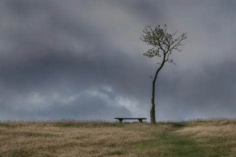 Bench and tree on hilltop Foto stock