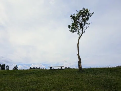 Bench and tree in solitude Stock Photos