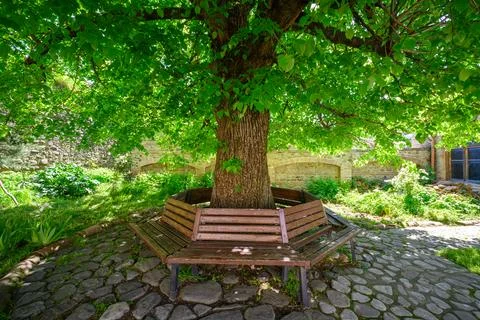 Bench Around Tree in Sunlit Cobblestone Courtyard Foto stock