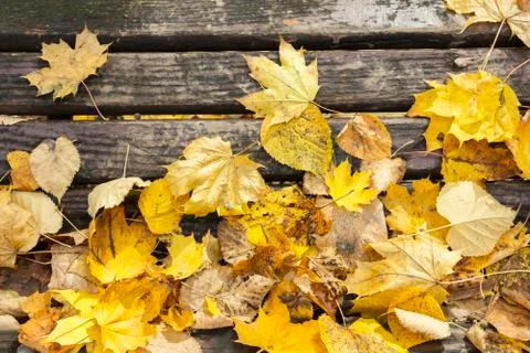 Bench in autumn close up Stock Photos