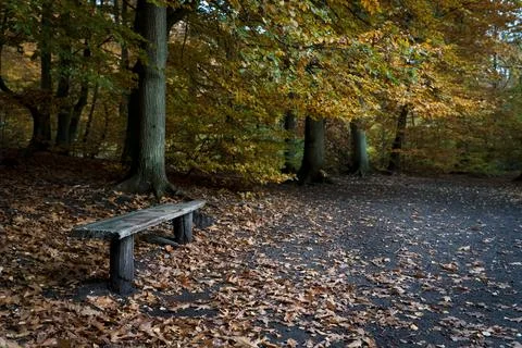 Bench in autumn forest Stock Photos