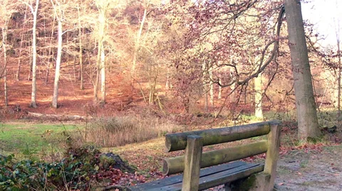 Bench in the autumn park. Stock Footage 33386999