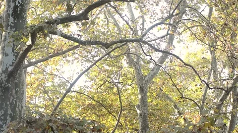 Bench in autumn park, overview vertical Stock Footage 65823921